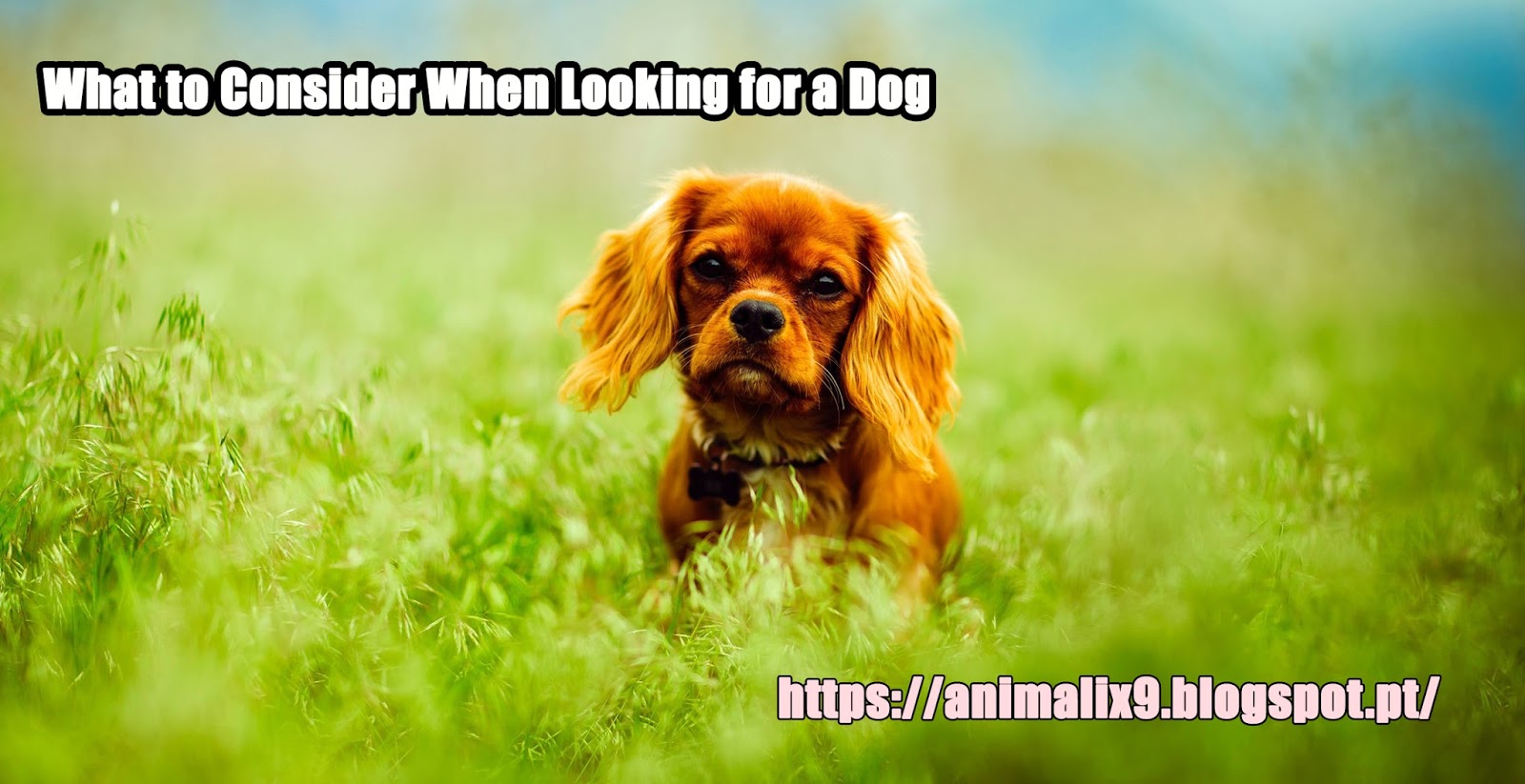 What to Consider When Looking for a Dog Animalix Magazine