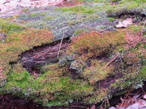 moss