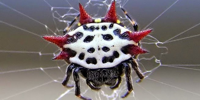 orang mengenal dengan binatang yang kehidupannya dan sarangnya ber jaring Laba-laba bertanduk Atau Laba-laba Kepiting 