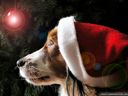christmas dog wallpapers puppies happy hd animals widescreen cat frankenstein crazy santa zoo