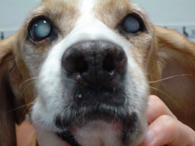 la diabetes del galgo cumplió 50