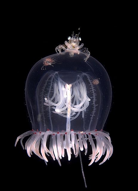 crab riding jellyfish