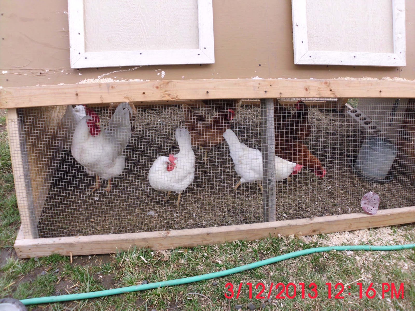 Thoughts From Jules... Chicken Tractor for the Laying Hens...