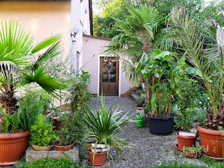 meine Kübelpflanzen (C) by Joachim F. Wenk