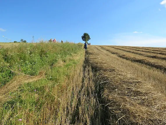 Ściernisko sciernisko