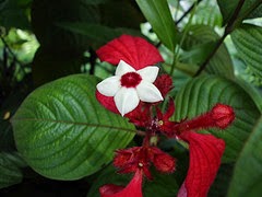  kali ini saya akan bagikan beberapa gambar bunga nusa indah yang cantik Gambar Bunga Nusa Indah