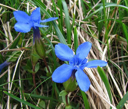 Goryczka wiosenna (Gentiana verna).