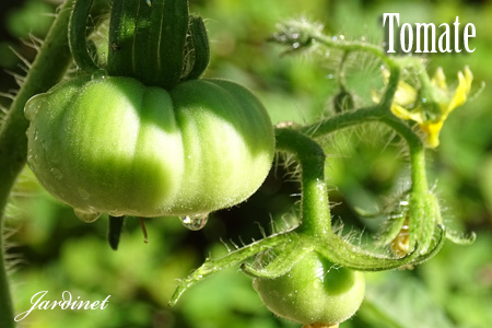 Tomate Gaúcho