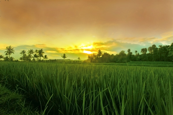 Ijen Crater - Village Tracking Tour Come and Joint with us, enjoy your holiday visit to Mount Ijen Crater see Blue Fire, Crater Lake of Ijen and Panoramic View of Rice Field on the Village