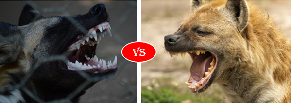 African wild dog vs Hyena