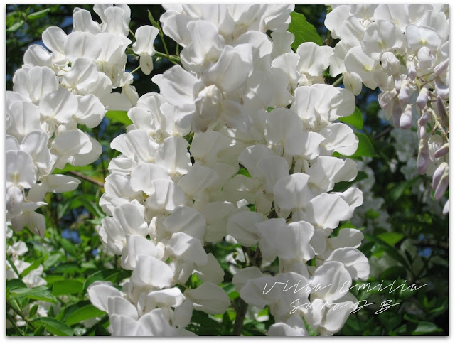 white wisteria longissima alba italy