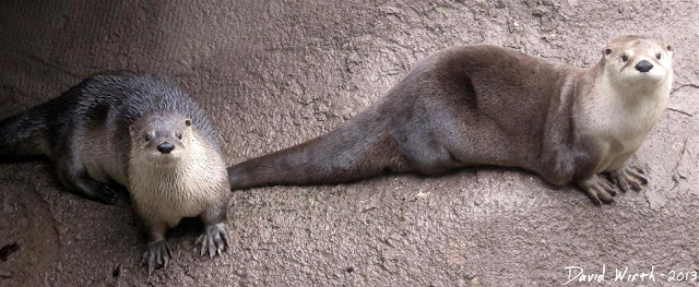 otters, ober, wildlife, gatlinburg, tennessee, friendly