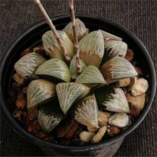 Haworthia