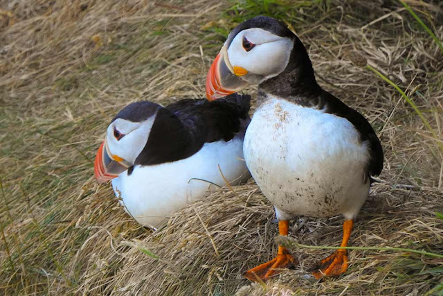 Showing closeup of two puffins on grassy cliff edge