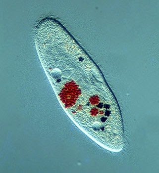 Pencernaan Pada Paramecium  sp Catatan Guru Biologi