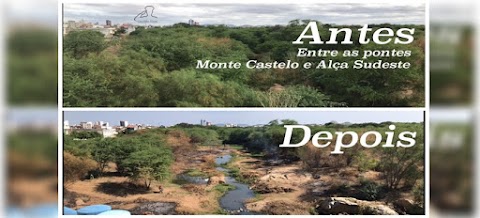 Avançam a retirada das algarobas nas calhas dos rios de Patos-PB