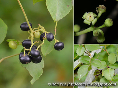Bush Grape (Cayratia trifolia)