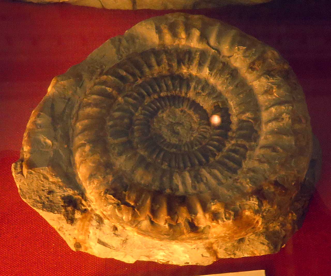 Louisville Fossils and Beyond Echinoceras Ammonite Fossil