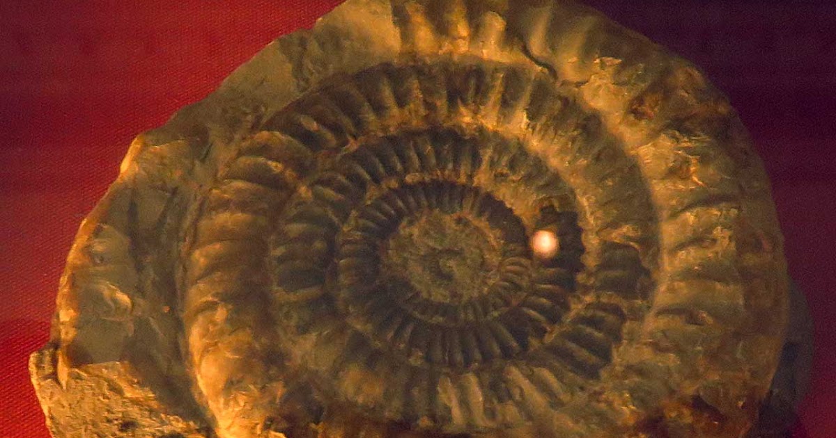 Dating Fossils How Are Fossils Dated