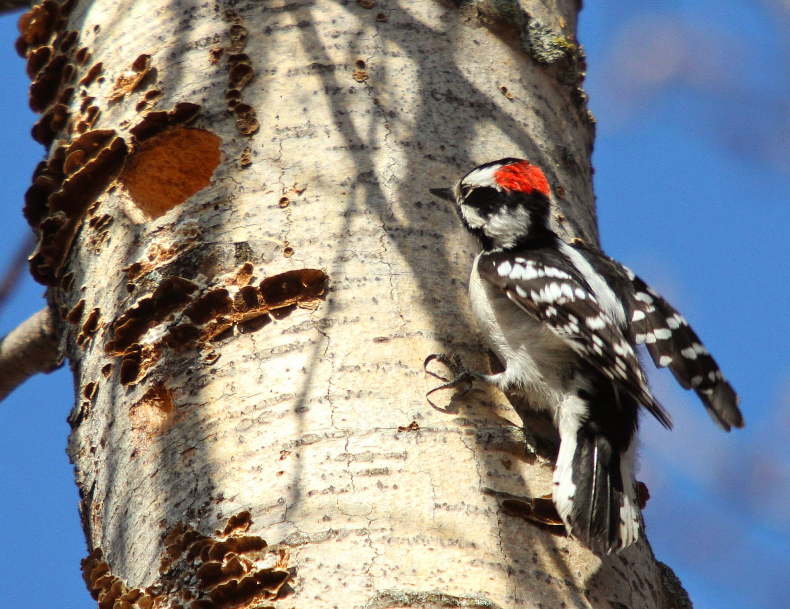All of Nature: Downy Woodpeckers Begin Making Nest Cavity