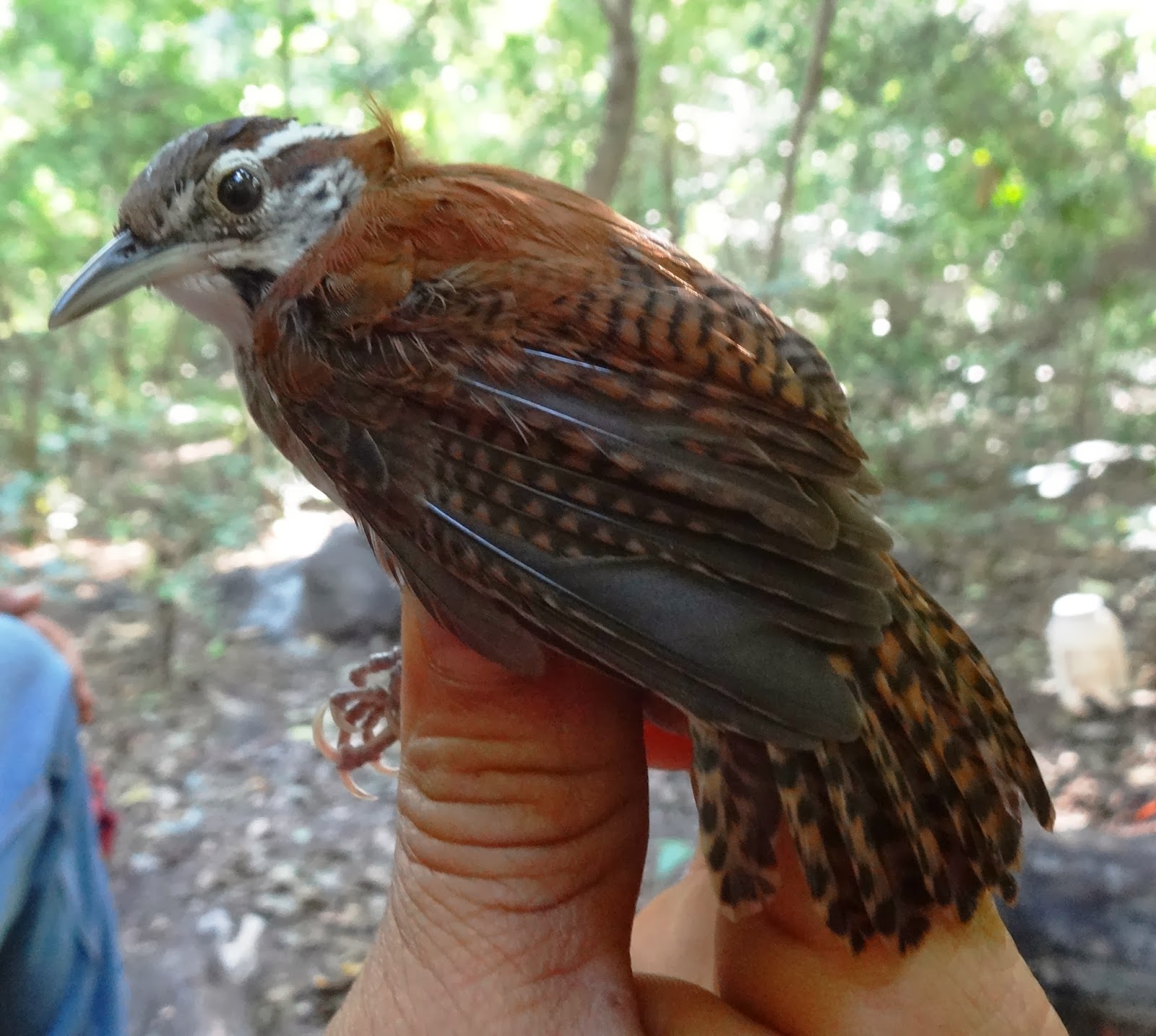 Banded Wren birds in Nicaragua