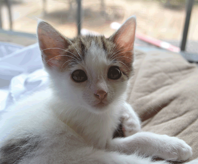 Shakespeare's Peddler Sweet Temper and Sweet Kittens