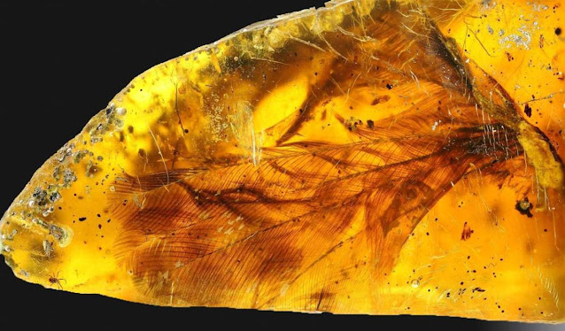 Bird Wings From Age of Dinosaurs Found Trapped in Amber
