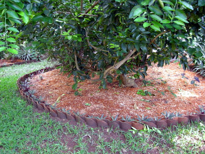 after grass removed from under lemon tree