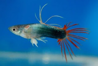 Guppy jenis German Platinum Crown Tail Gambar Guppy jenis German Platinum Crown Tail