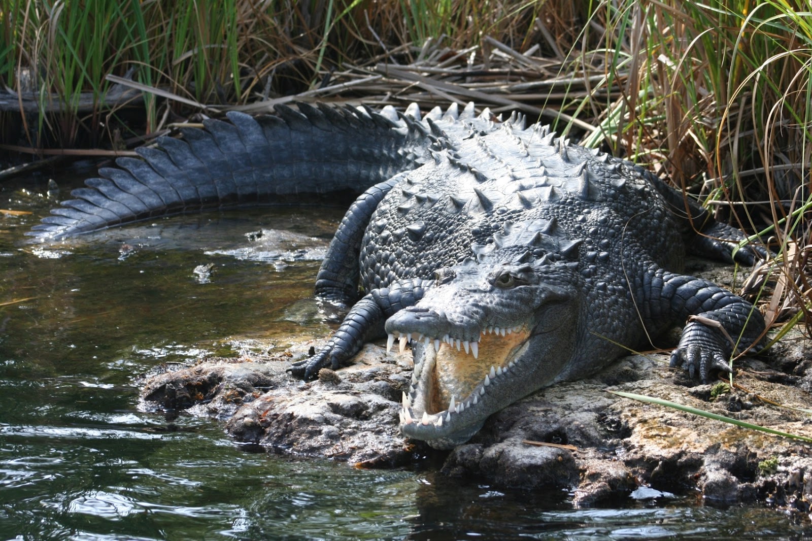 Змея крокодил акула. Krokobil Sjaak. Крокодил глотает камни. Спина крокодила. Анаконда заглатывает крокодила.
