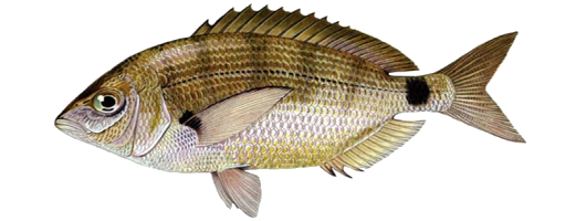 Ласкирь, или морской карась Ласкирь, или морской карась