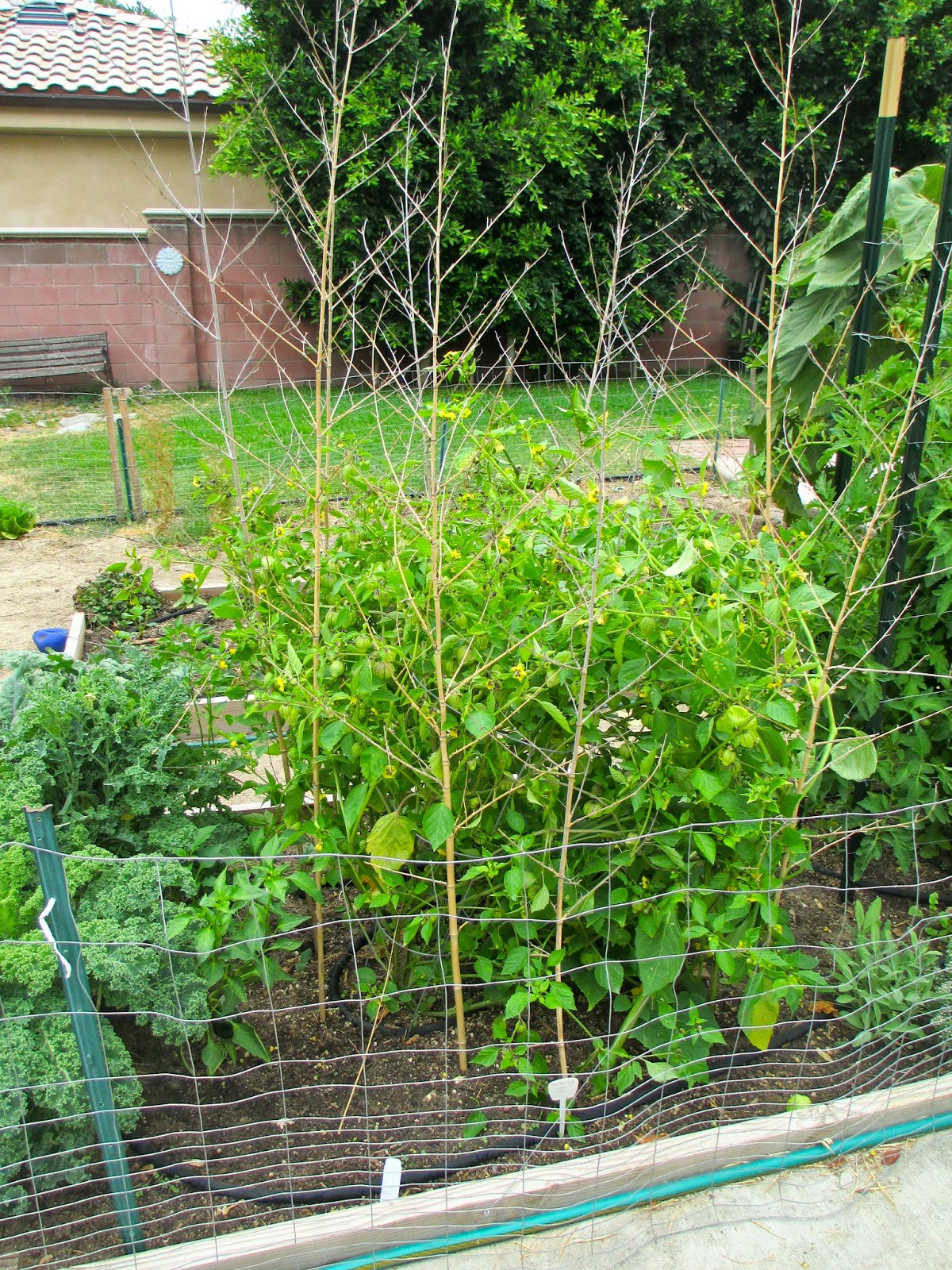Andie's Way Taming the Tomatillo Bamboo Trellis