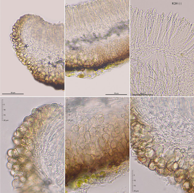 Mollisia melaleuca