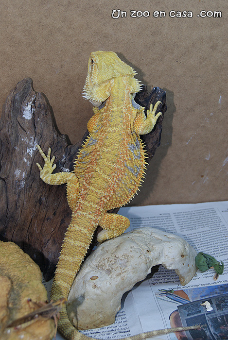 Infotortuga: Pogona vitticeps, el dragón barbudo