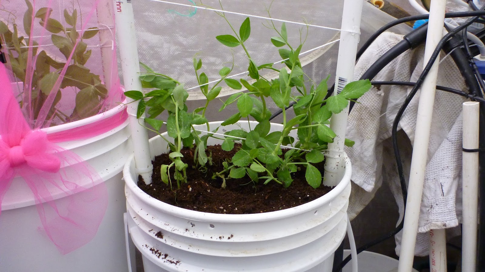 PREPPER PANTRY GARDEN Basic Dutch Bucket Set Up