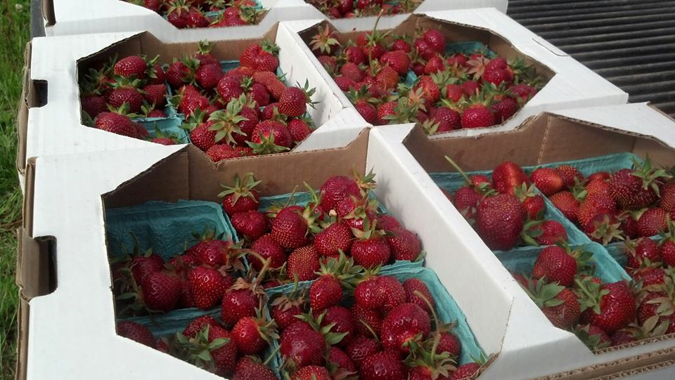 Empire State Farming Central New York Strawberries are Ready