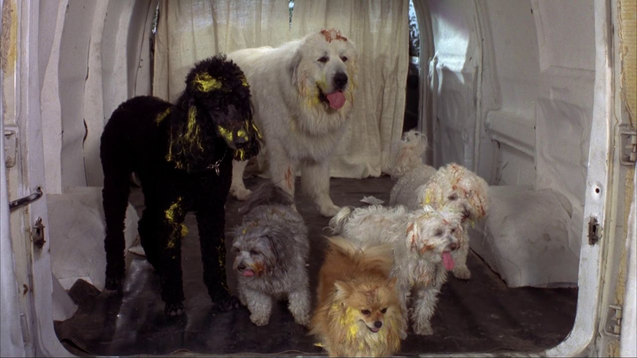 Dumb and dumber 2 download