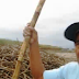Cañicultores de Ascope arrojan toneladas de caña de azúcar al río Chicama 