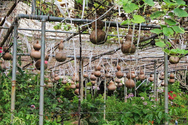 pot tanaman lucu di kuil ke lok si pot tanaman lucu di kuil ke lok si