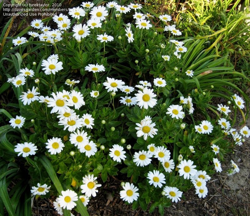 montauk daisy USA News Collections