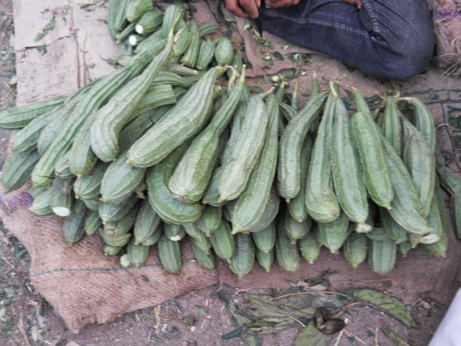Ridge Gourd Aadhya Empowering Women ridge-gourd-aadhya-empowering-women