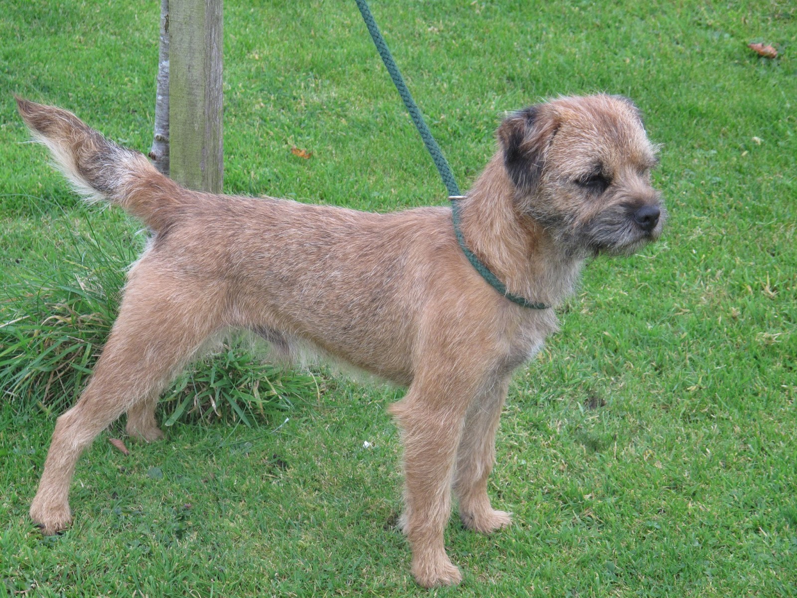 Border Terrier Stud Dogs Microchipping & Hand Stripping