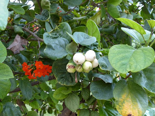 Cordia sebestena - Sébestier - Bois râpe - Mapou rouge Cordia sebestena - Sébestier - Bois râpe - Mapou rouge