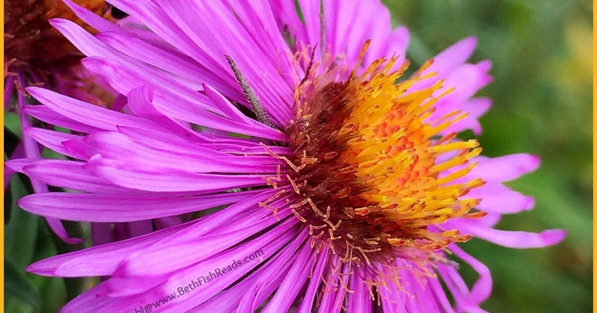 Beth Fish Reads Wordless Wednesday 463