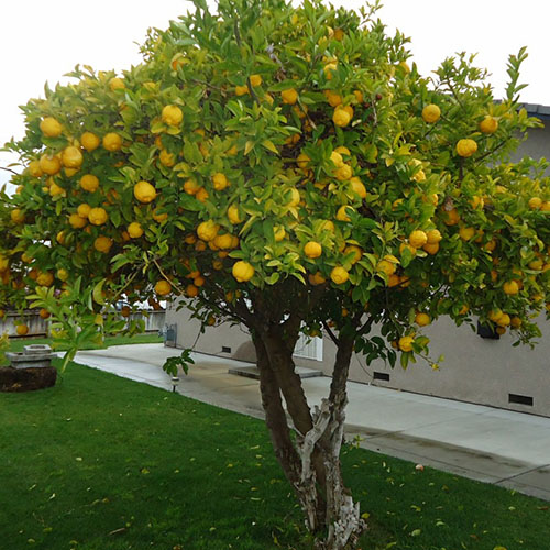 Limón (Citrus limón) Frutas del mundo