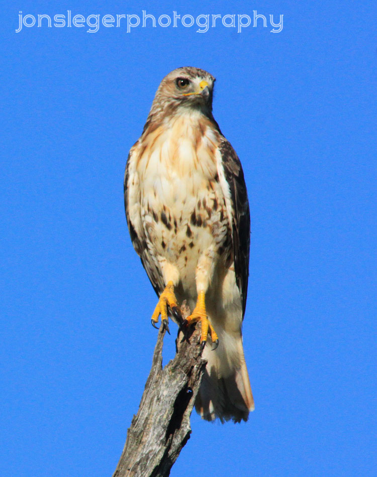 Northern Illinois Birder RedTailed Hawks, Northern Illinois