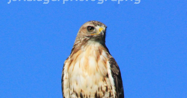 Northern Illinois Birder: Red-Tailed Hawks, Northern Illinois