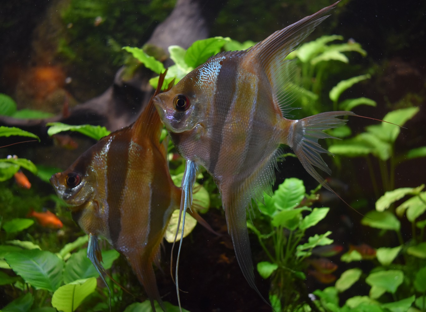 ZOOTOGRAFIANDO (MI COLECCIÓN DE FOTOS DE ANIMALES) PEZ ÁNGEL DE AGUA DULCE / ALTUM ANGELFISH
