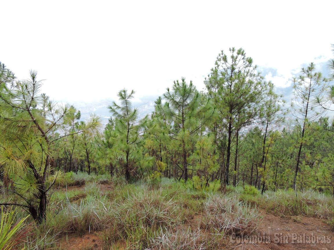 Pinos pinos jóvenes que crecen en el cerro quitasol