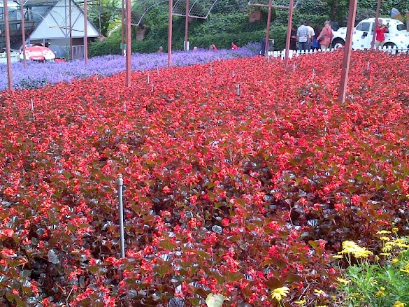Bunga Matahari Cameron Highland - Pakej Percutian Ke Cameron Highland : The cameron highlands is a district in pahang, malaysia, occupying an area of 712.18 square kilometres (274.97 sq mi).